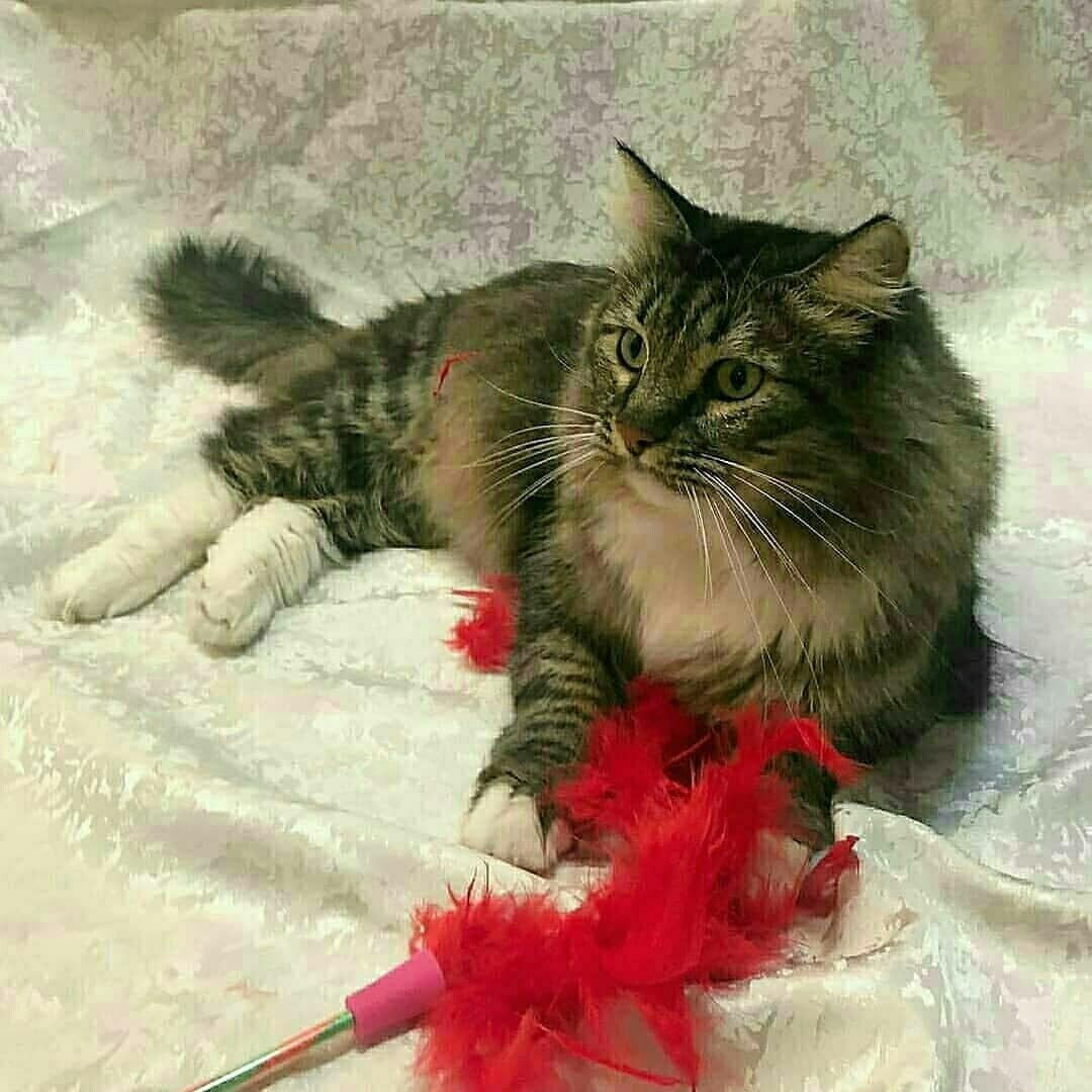 Бенгальский кот