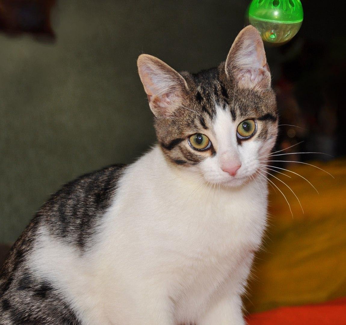 Короткошерстный кот метис