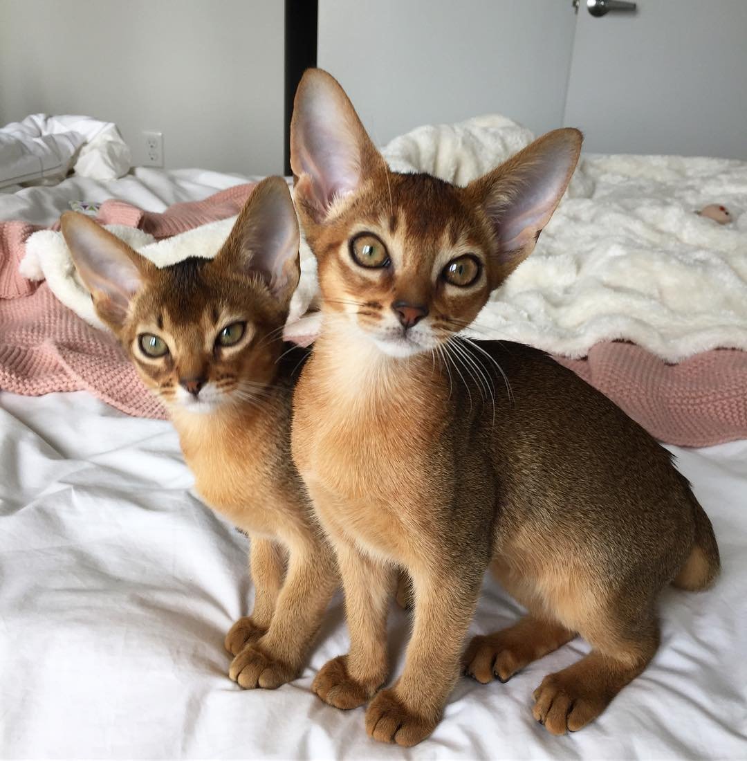 Метис кошка серая