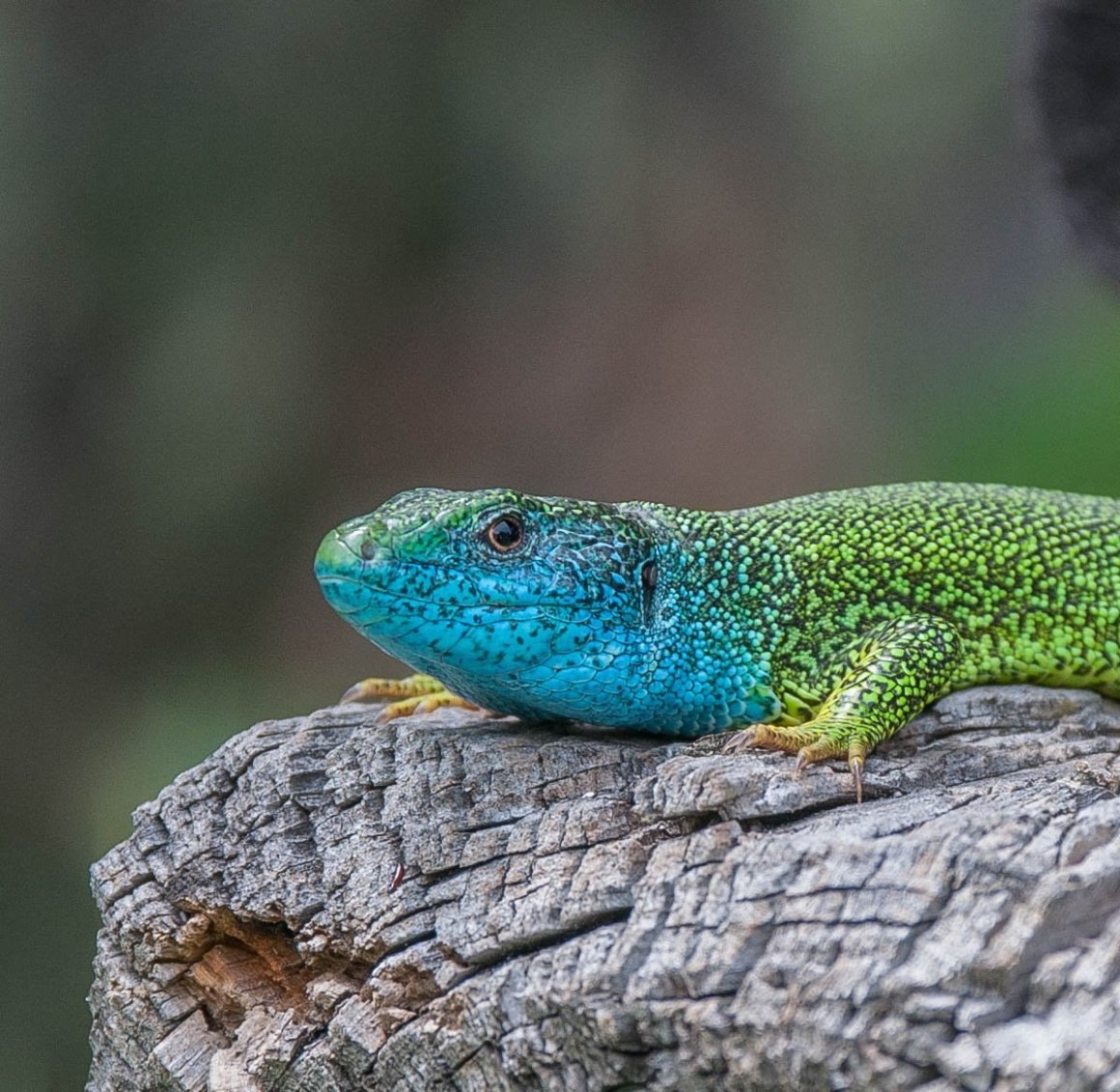 Прыткая ящерица меланист