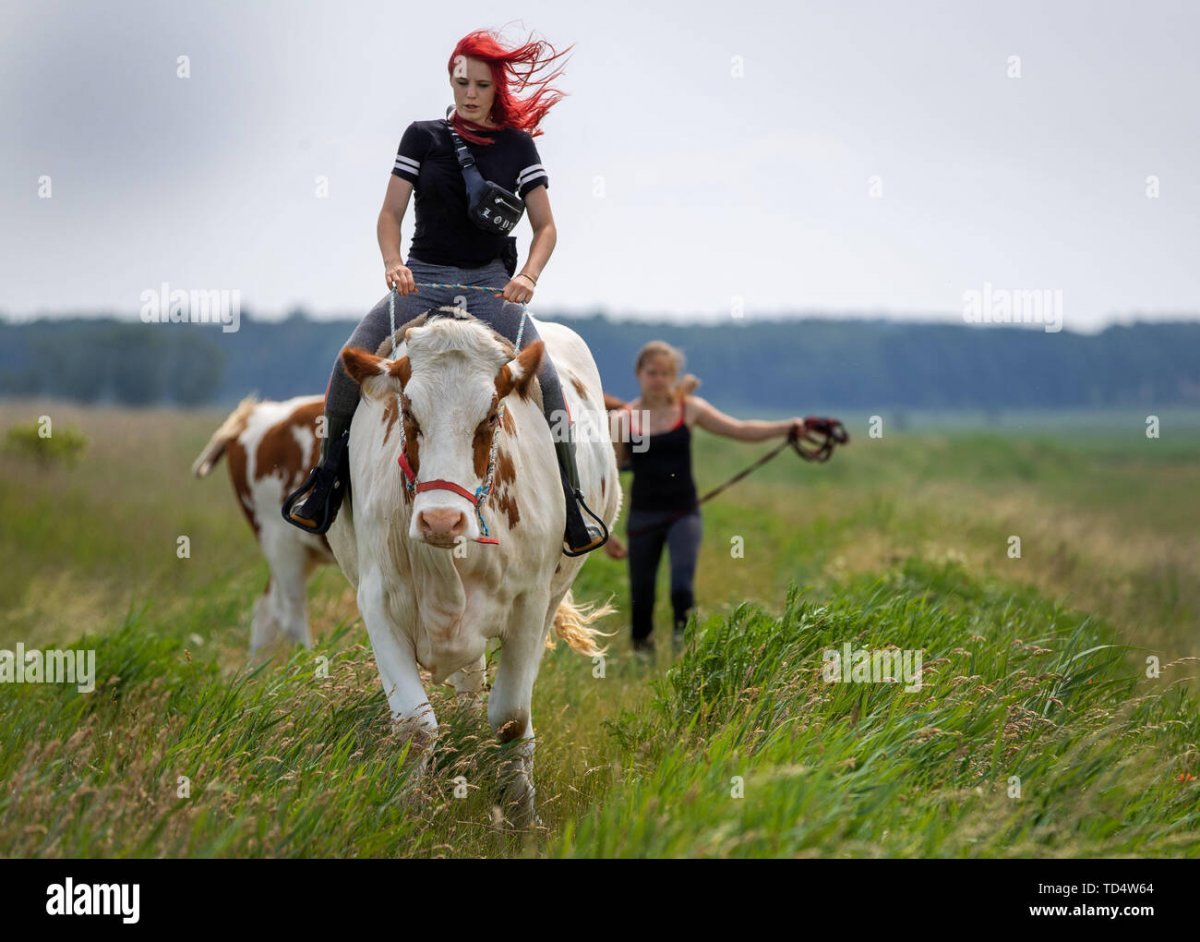 Девушка верхом на корове