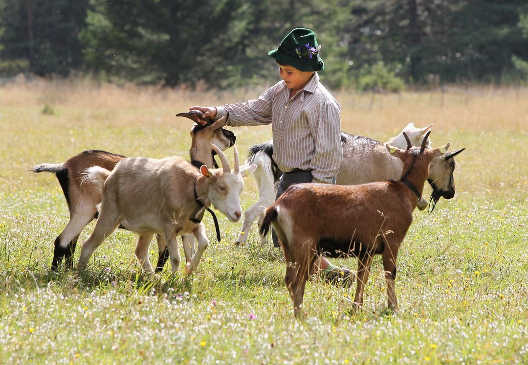 Пастух пасет коз