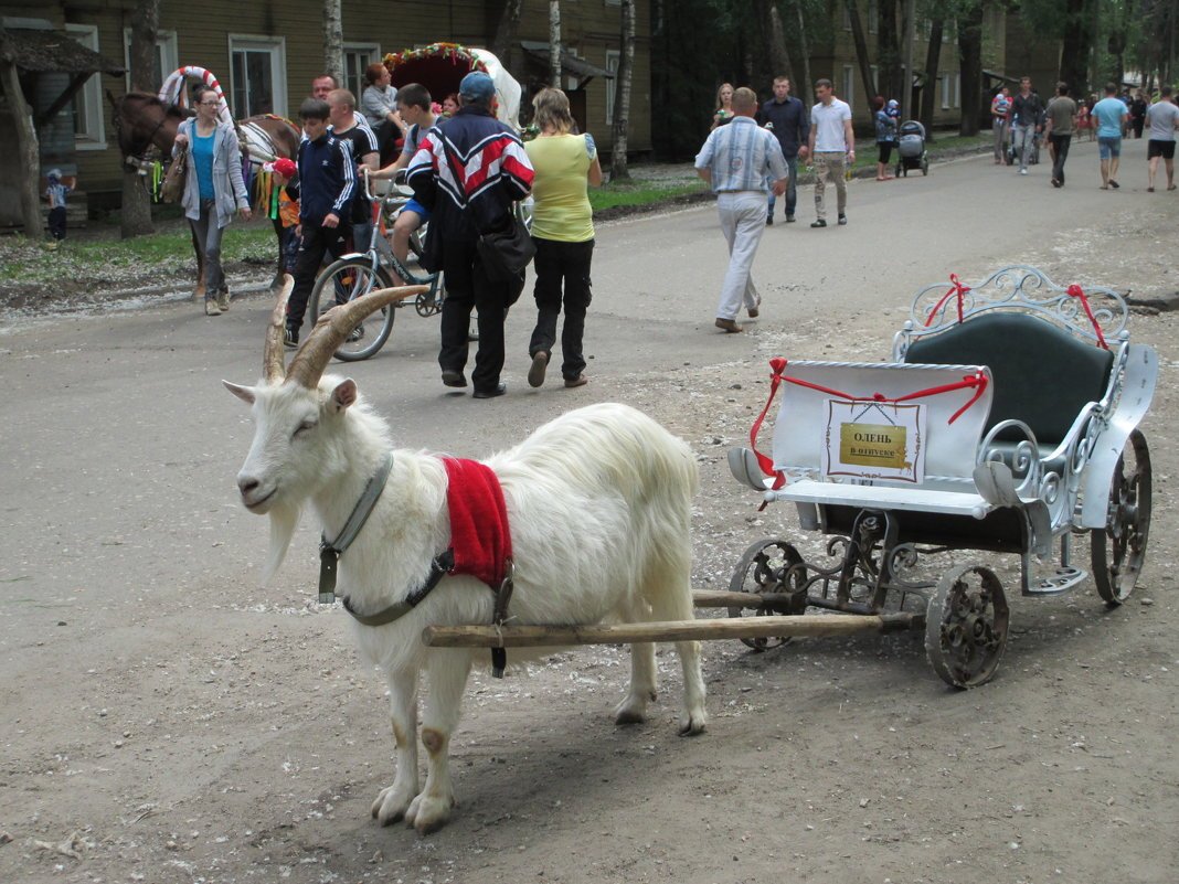 Коза с тележкой