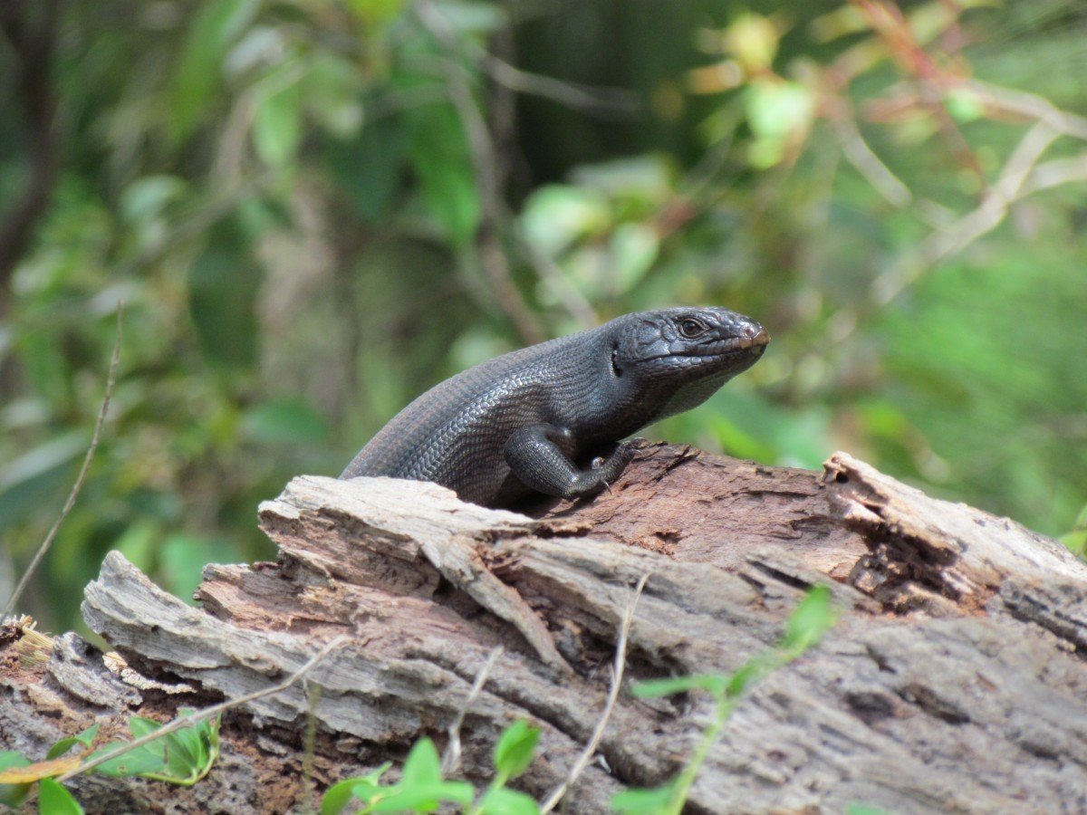 Чёрная Лесная ящерица