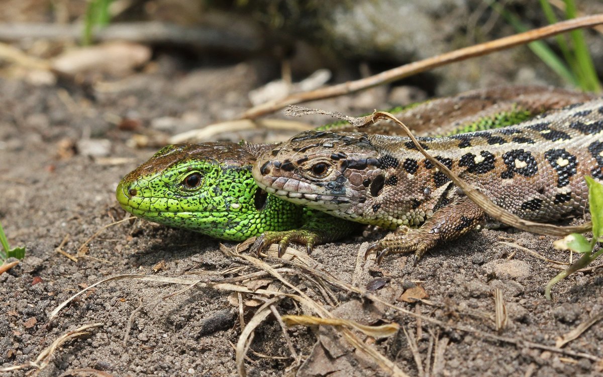 Ящерица прыткая горнокрымская