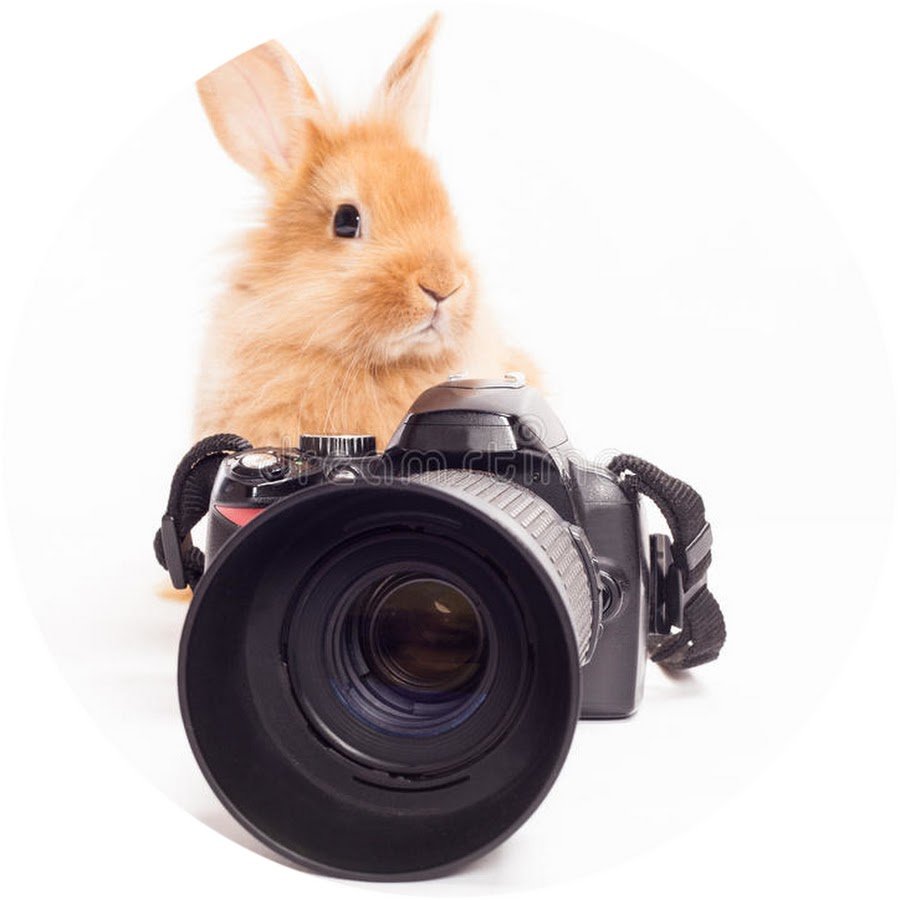 Кролик с фотоаппаратом