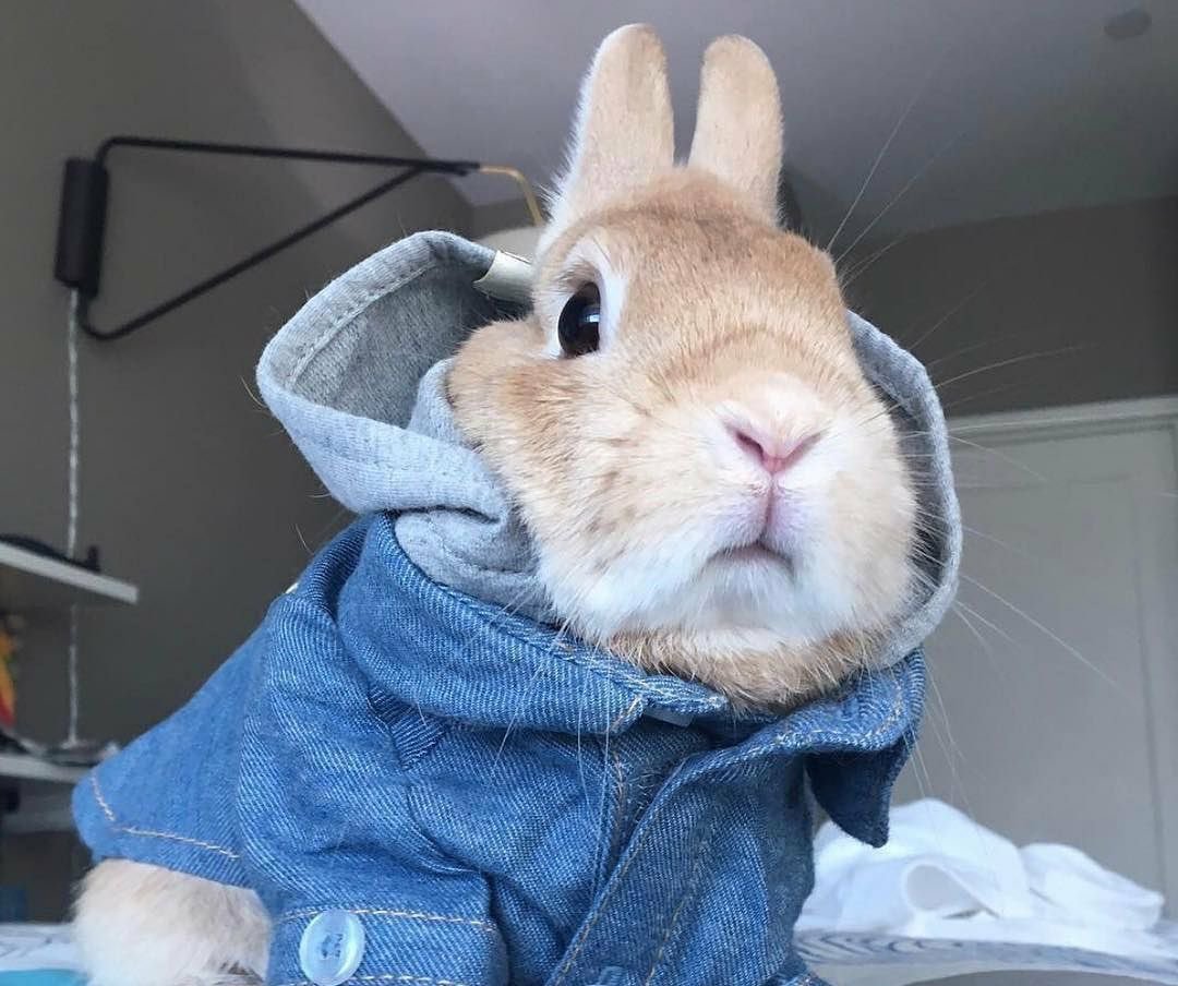 Белый кролик Misfits