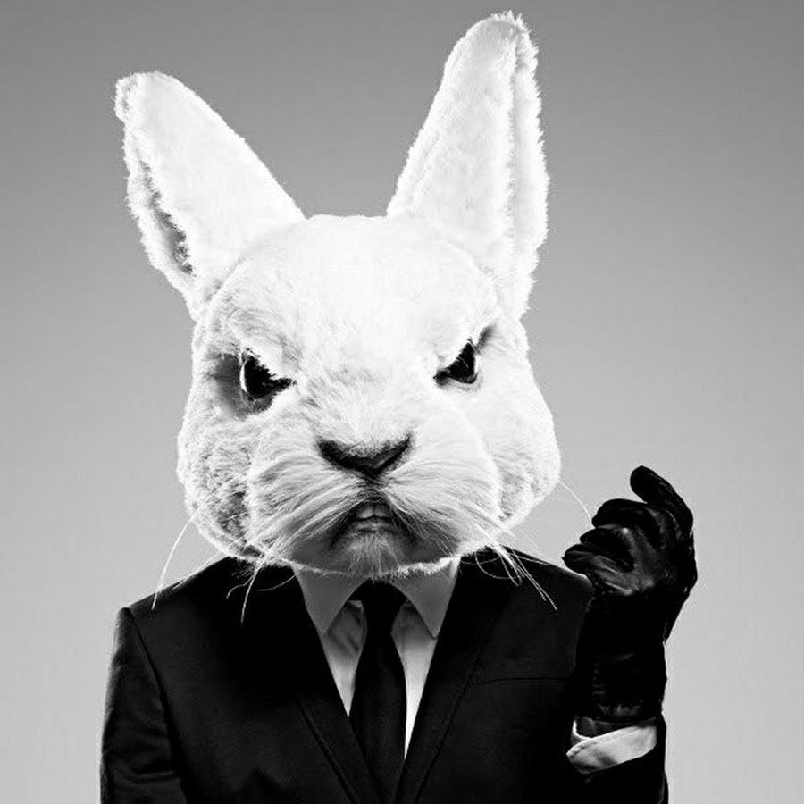 Коты с автоматами