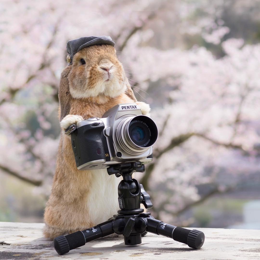 Котик с пистолетом