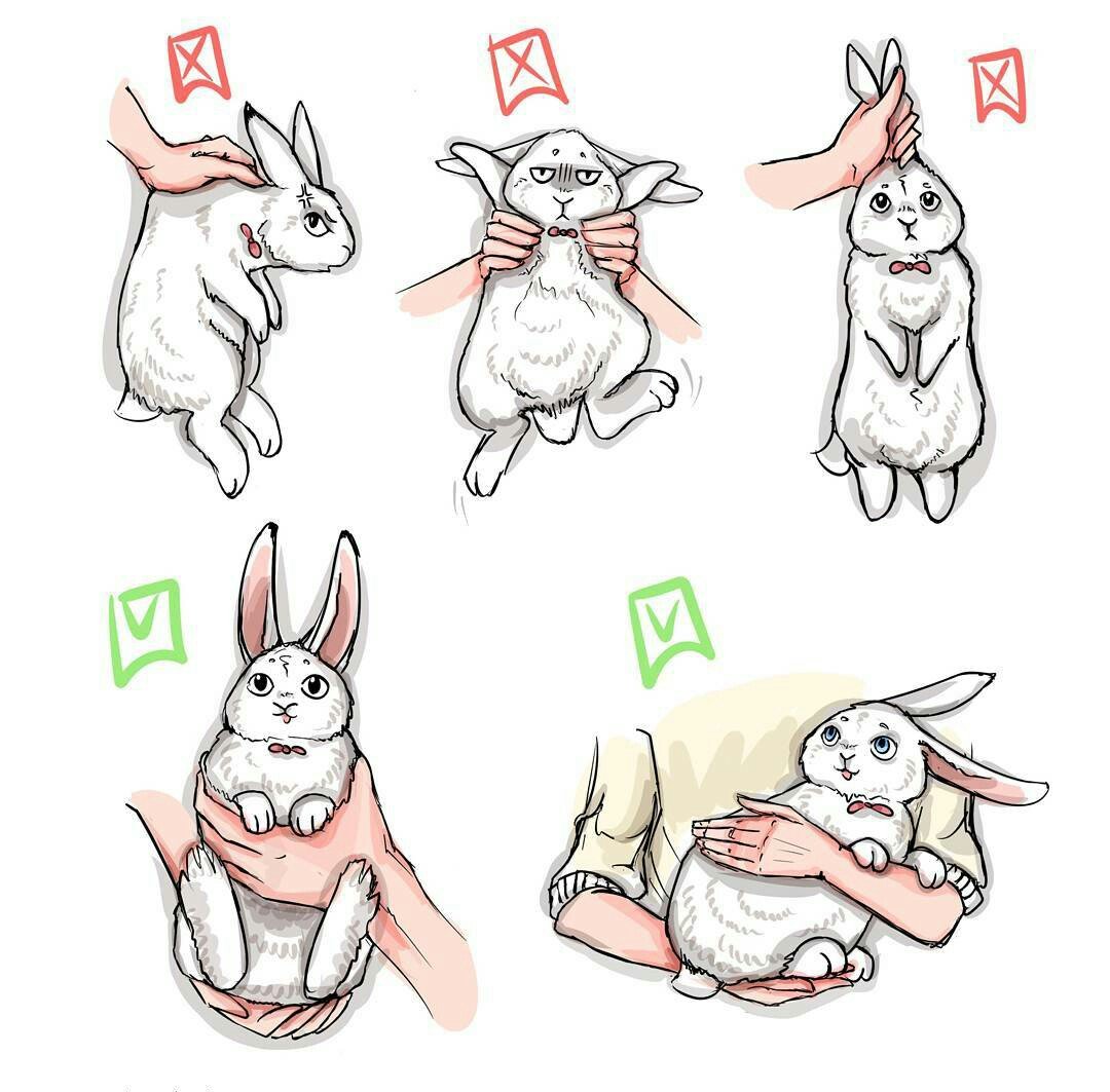 Крутой заяц