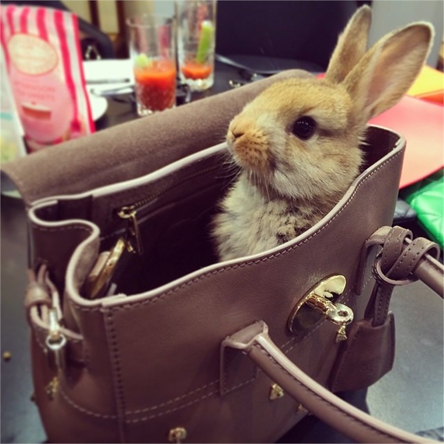 Кролик Герлион