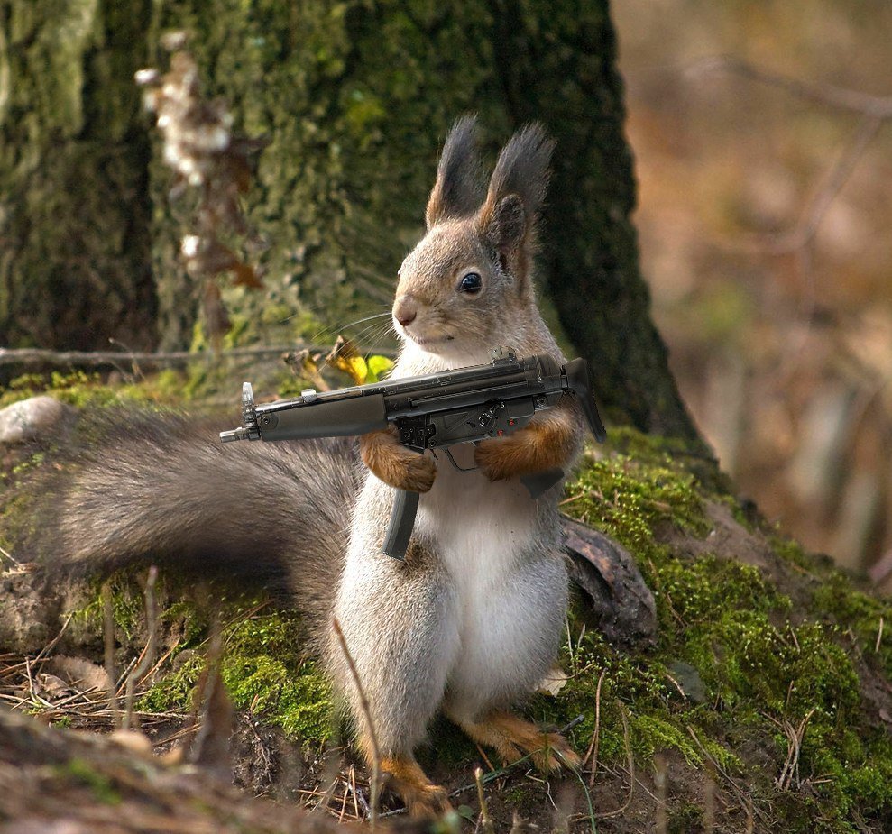 Заяц за рулем автомобиля
