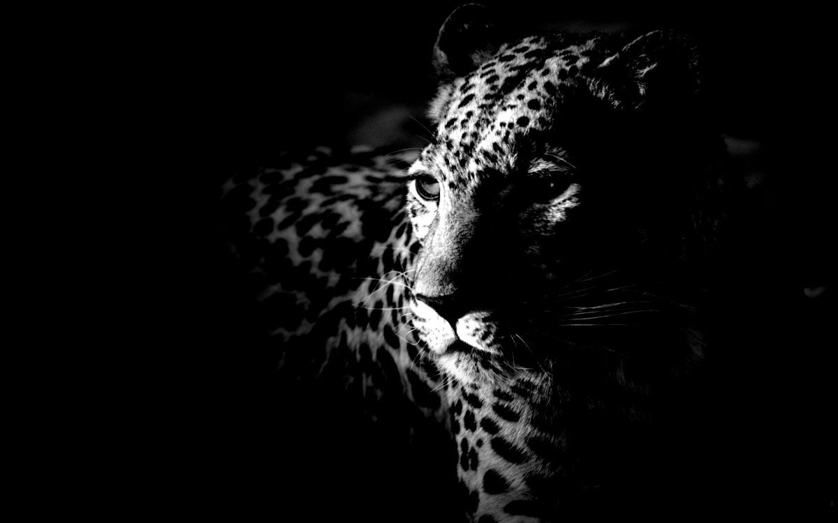 Леопард меланист