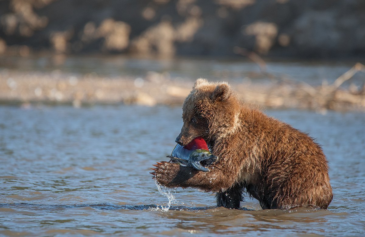 Курильское озеро медведи