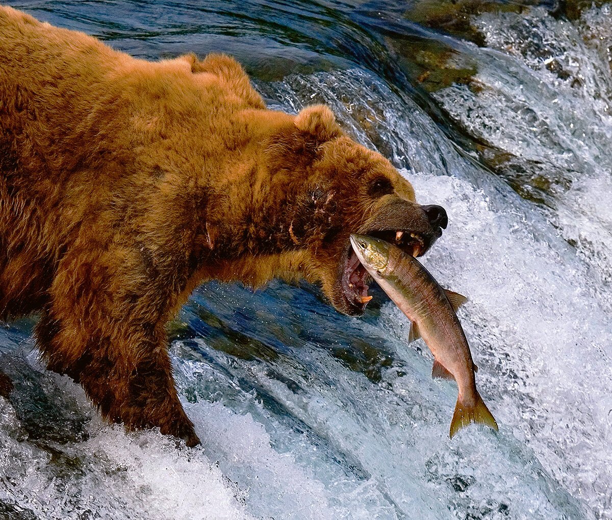 Медведь Гризли ловит лосось