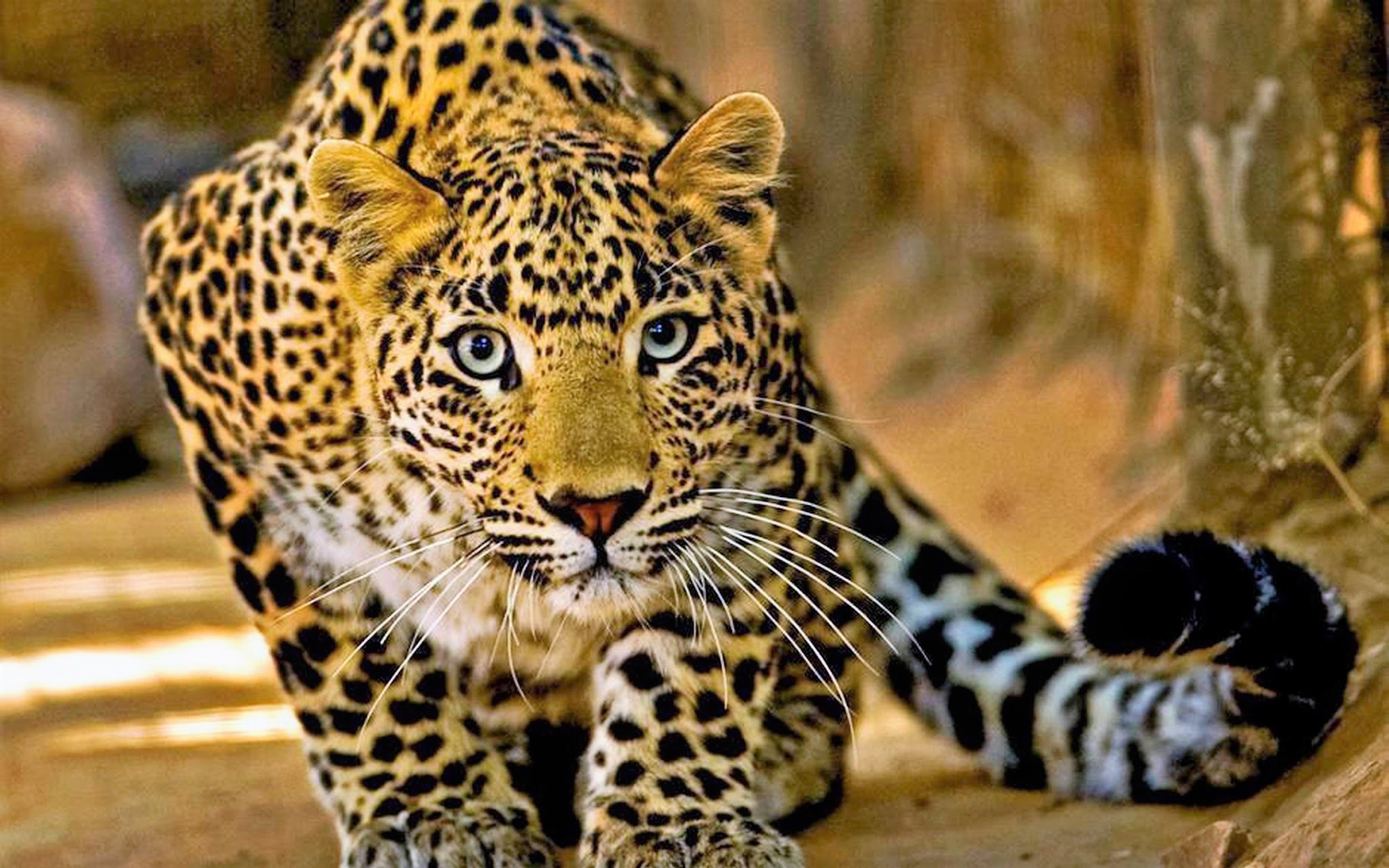 Очень много крупных и быстрых животных. Леопард в Индии. Leopard 45 (Rosabe). Синайский леопард. Переднеазиатский леопард.