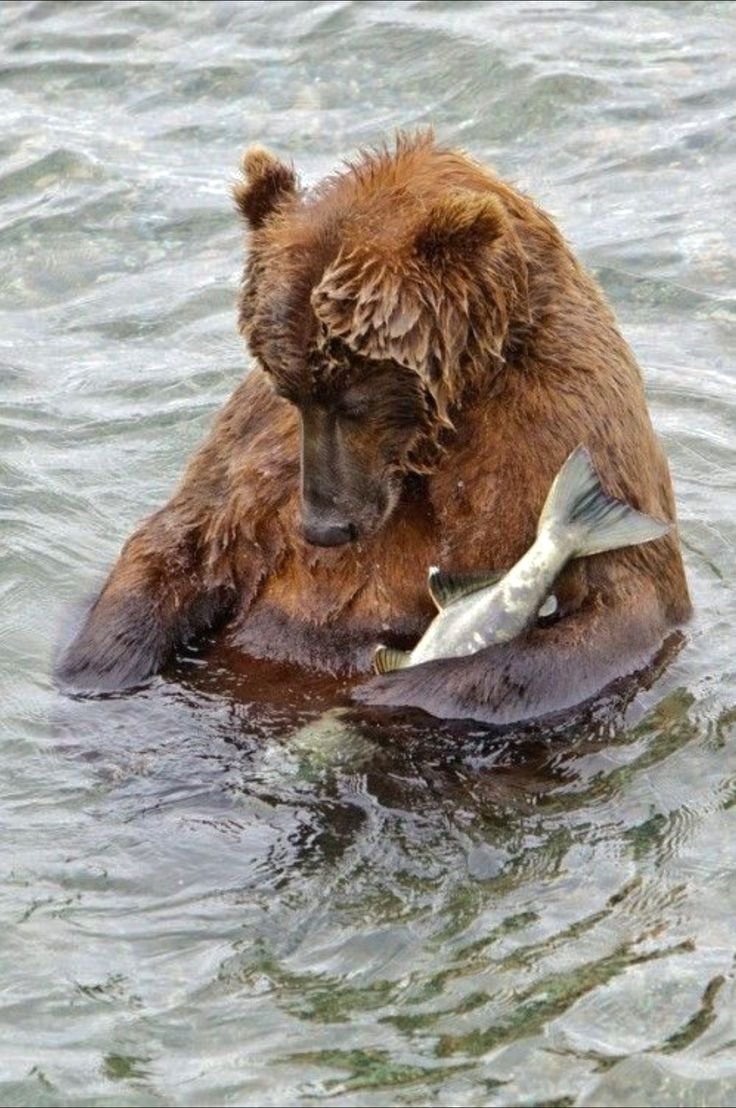 Медведь ловит рыбу