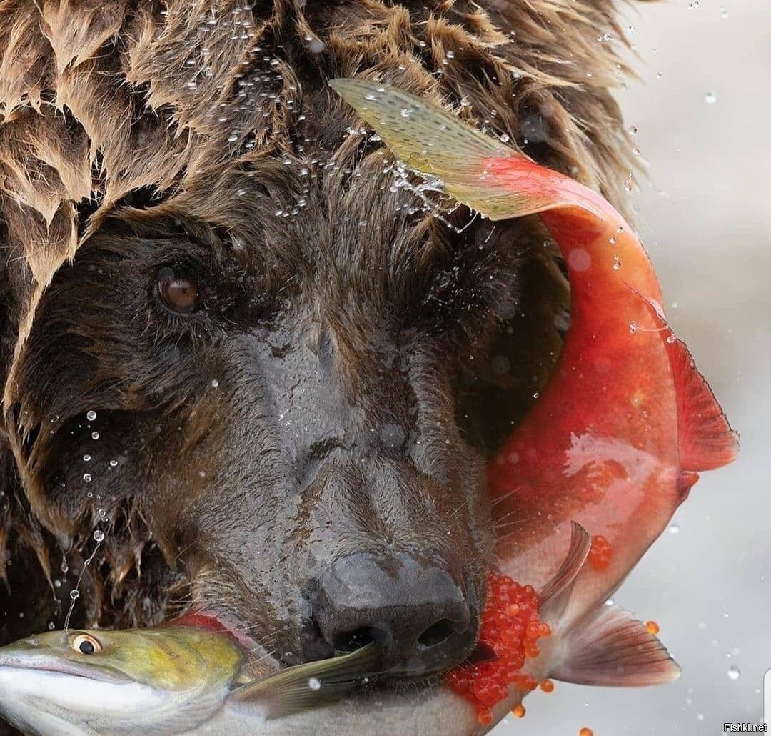Медведь ловит лосося
