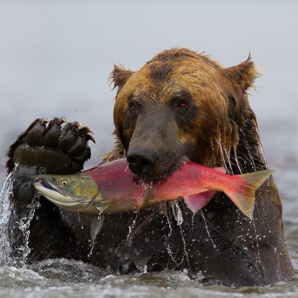 Камчатка медведи лосось