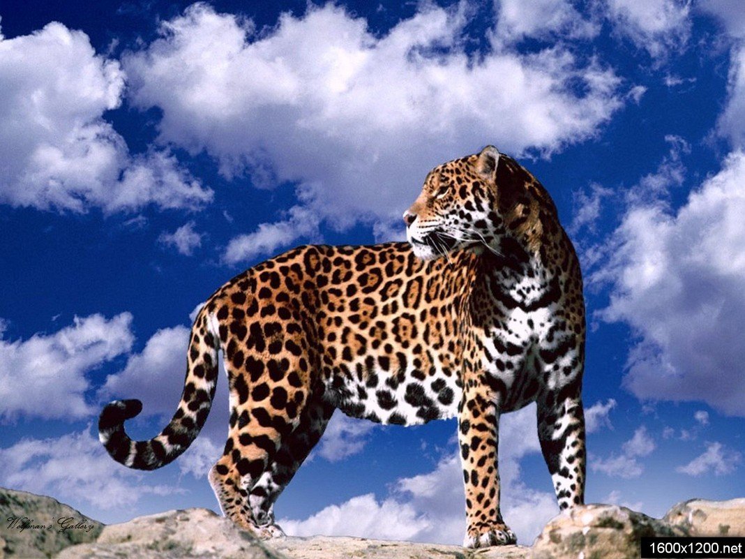 Леопард черно белое фото