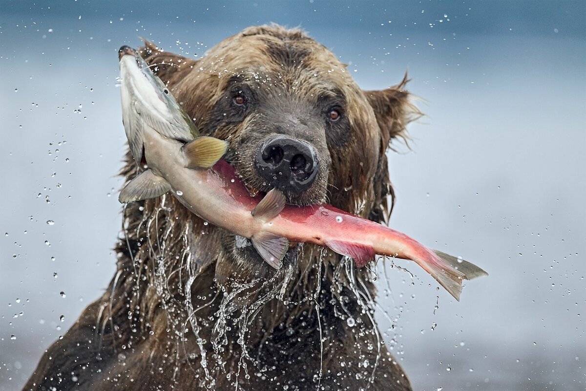 Медведь с рыбой в зубах