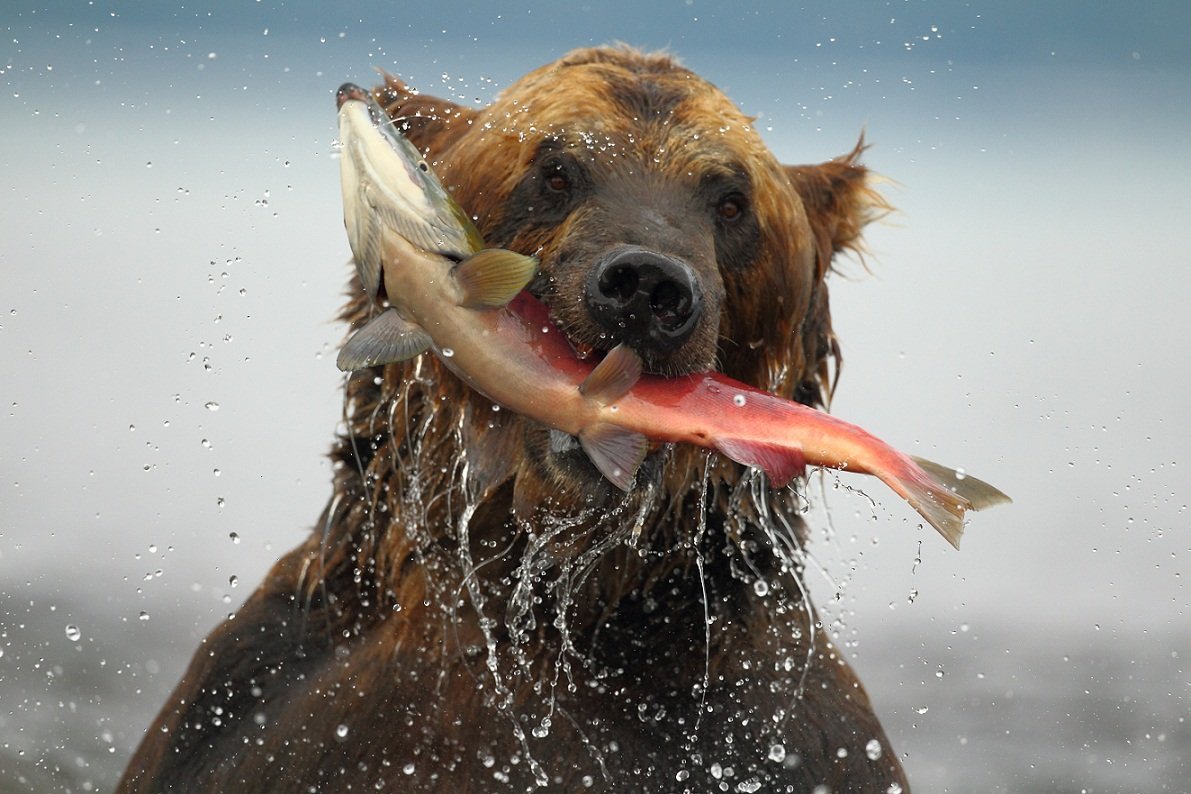 Медведь поймал рыбу