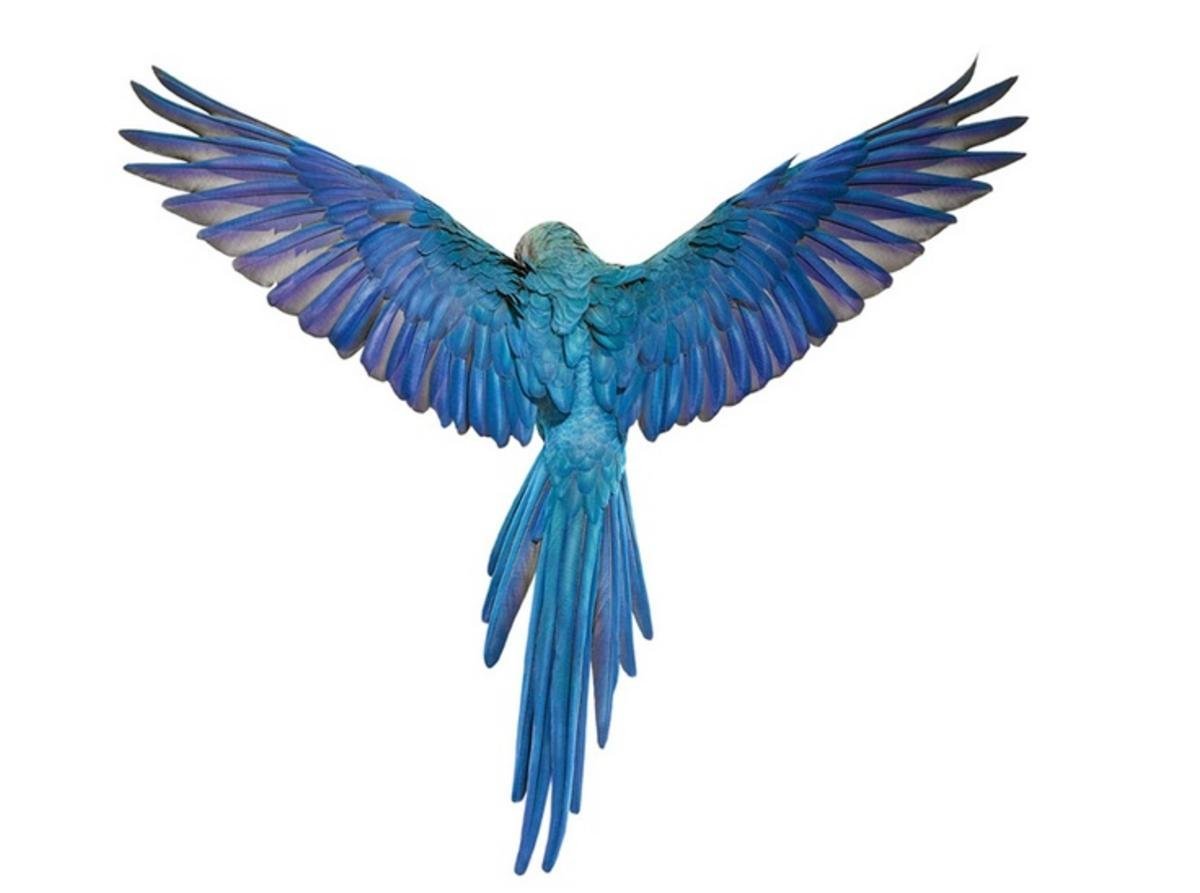 Птица вид сверху