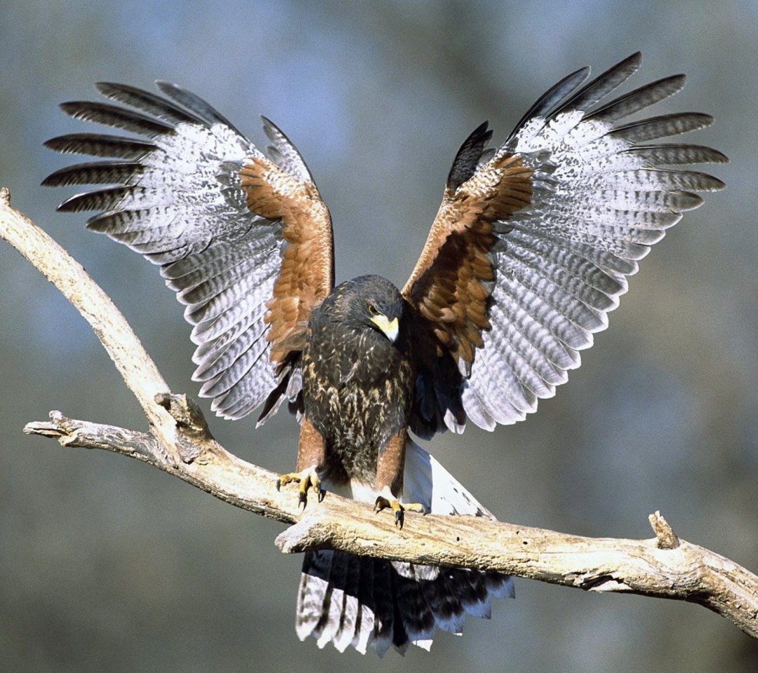 Ястреб-перепелятник размах крыльев