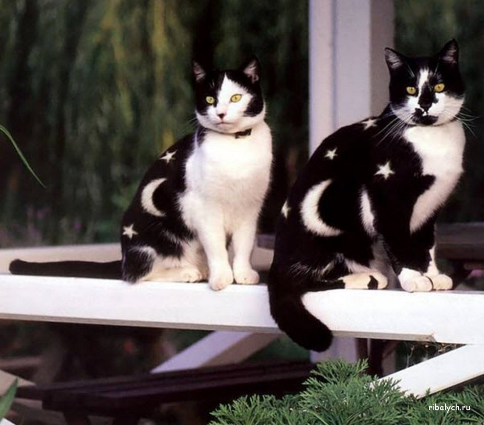 Необычные кошки