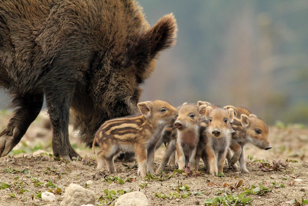 Дикие кабанята