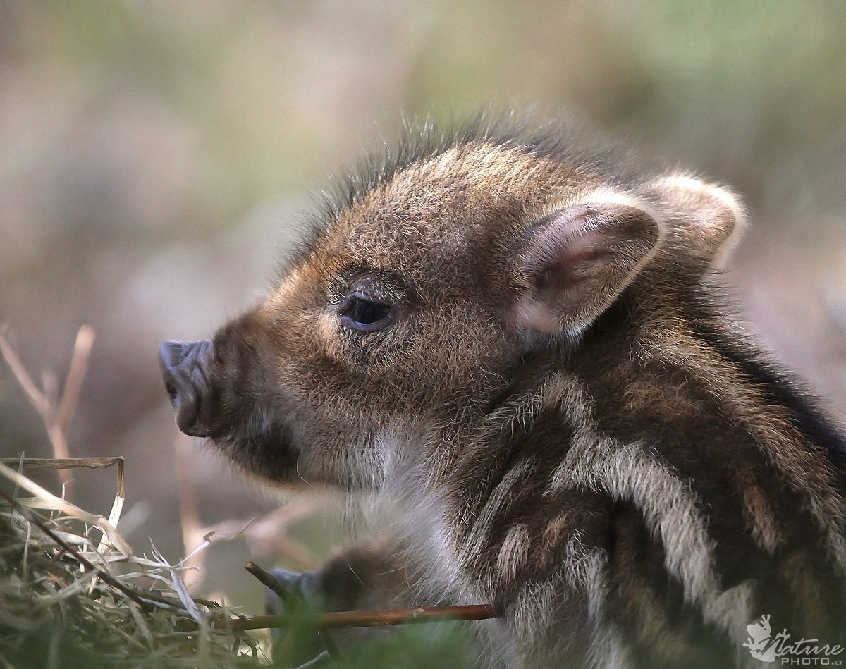Поросята дикого кабана