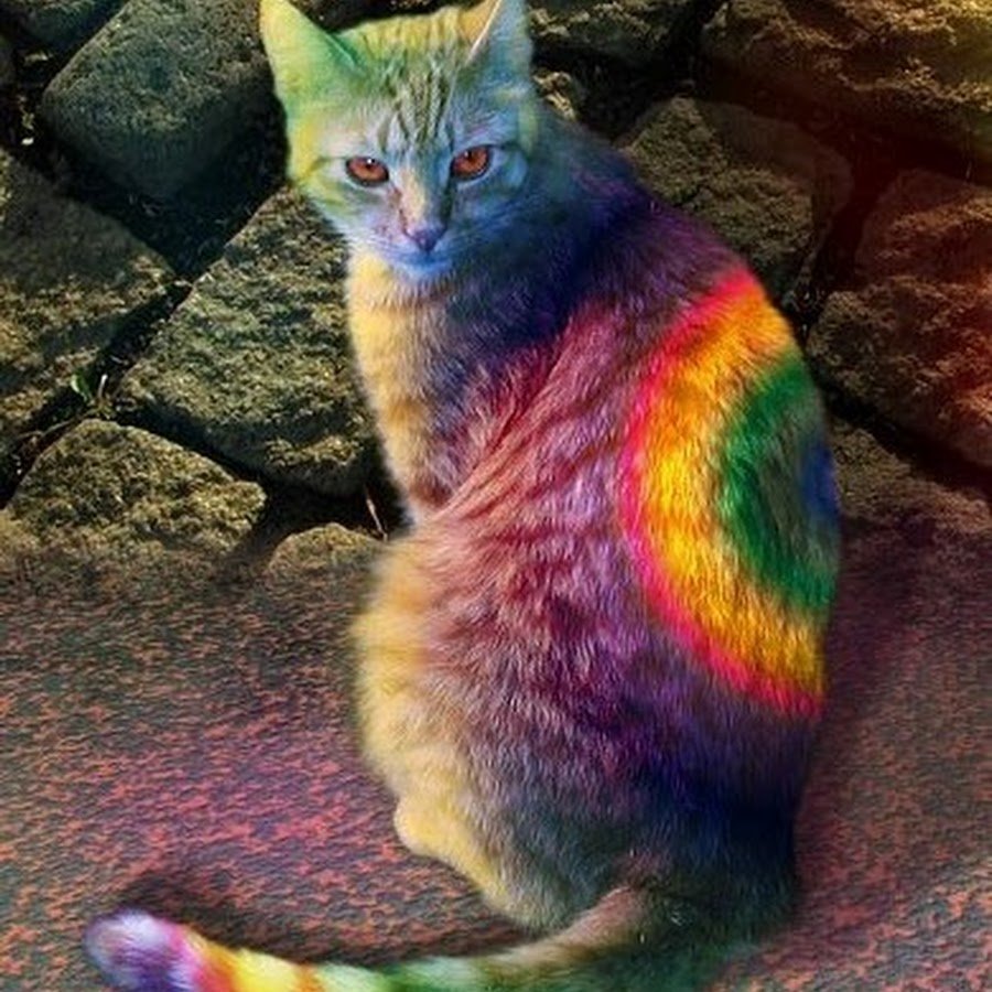 Кошку покрасили