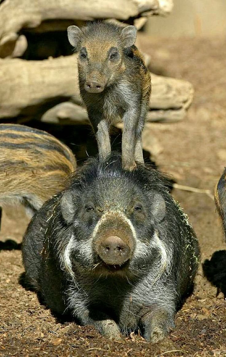 Кабаниха самка кабана