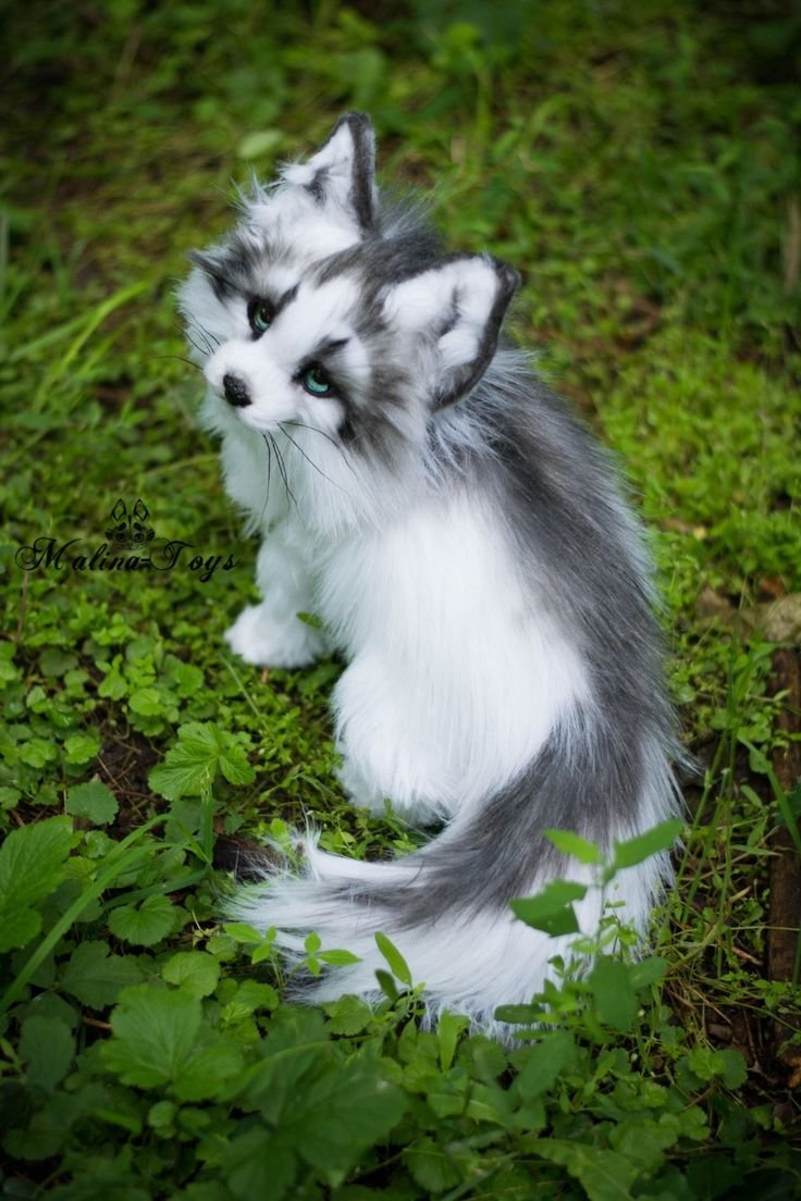 Мраморная лиса (Marble Fox)