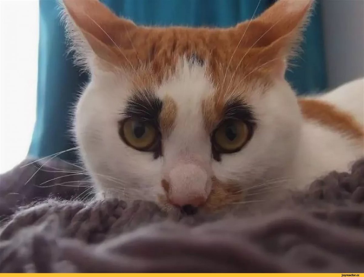 Странные кошки