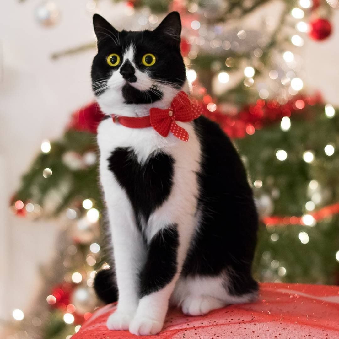 Необычные расцветки котов