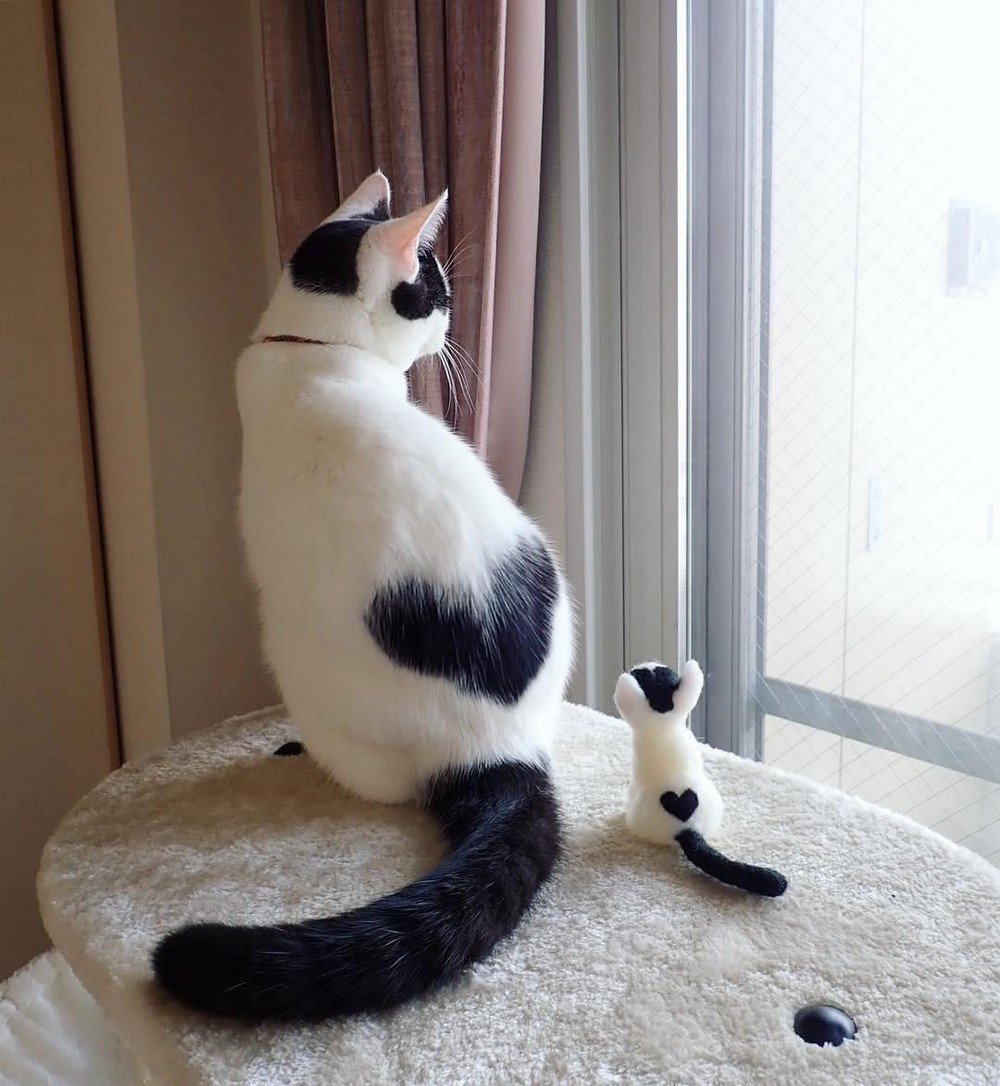 Нестандартные коты