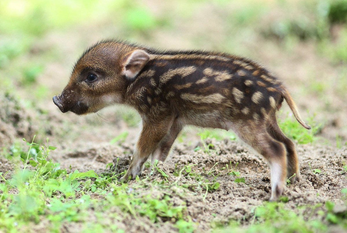 Дикие кабанята