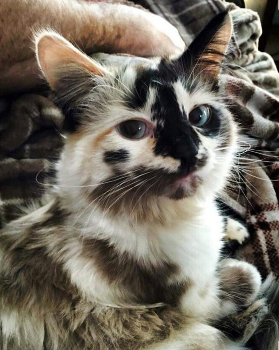 Необычные котята