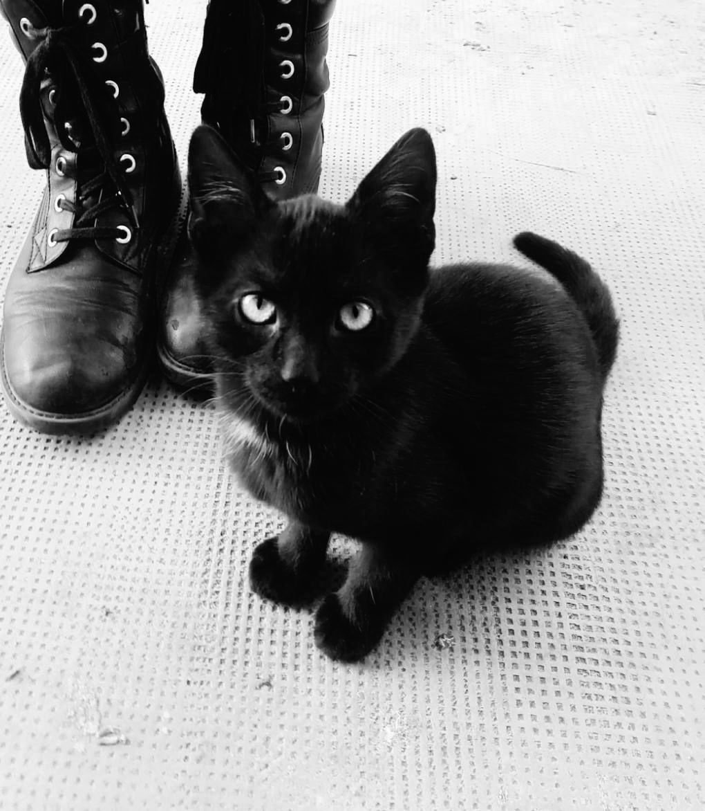 Крутые черные коты