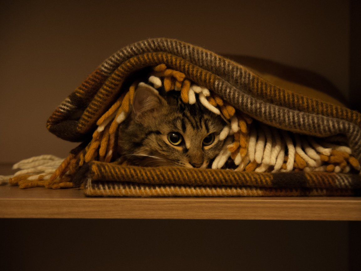 Уютные котики на рабочий стол