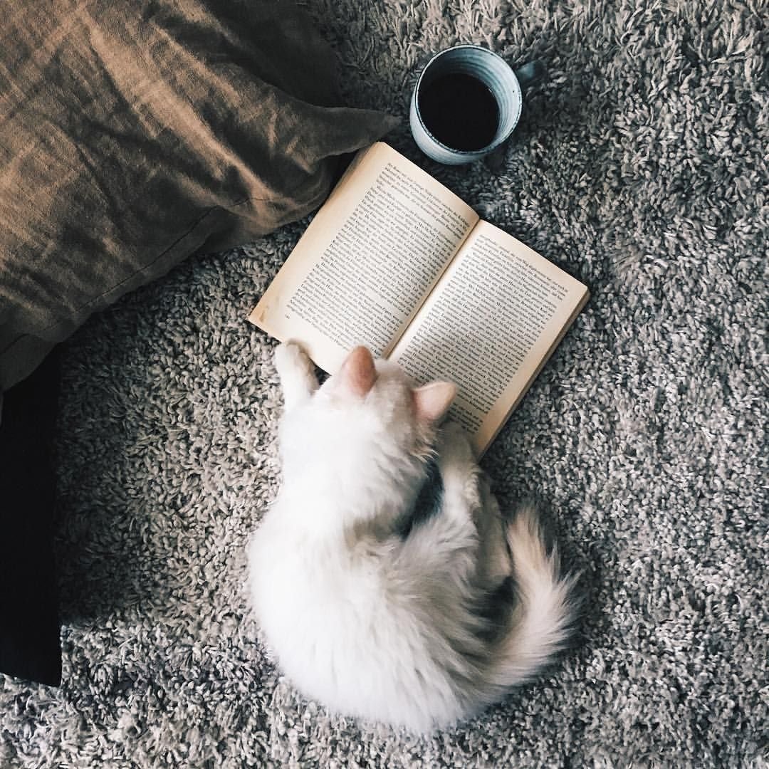 Коты и книги