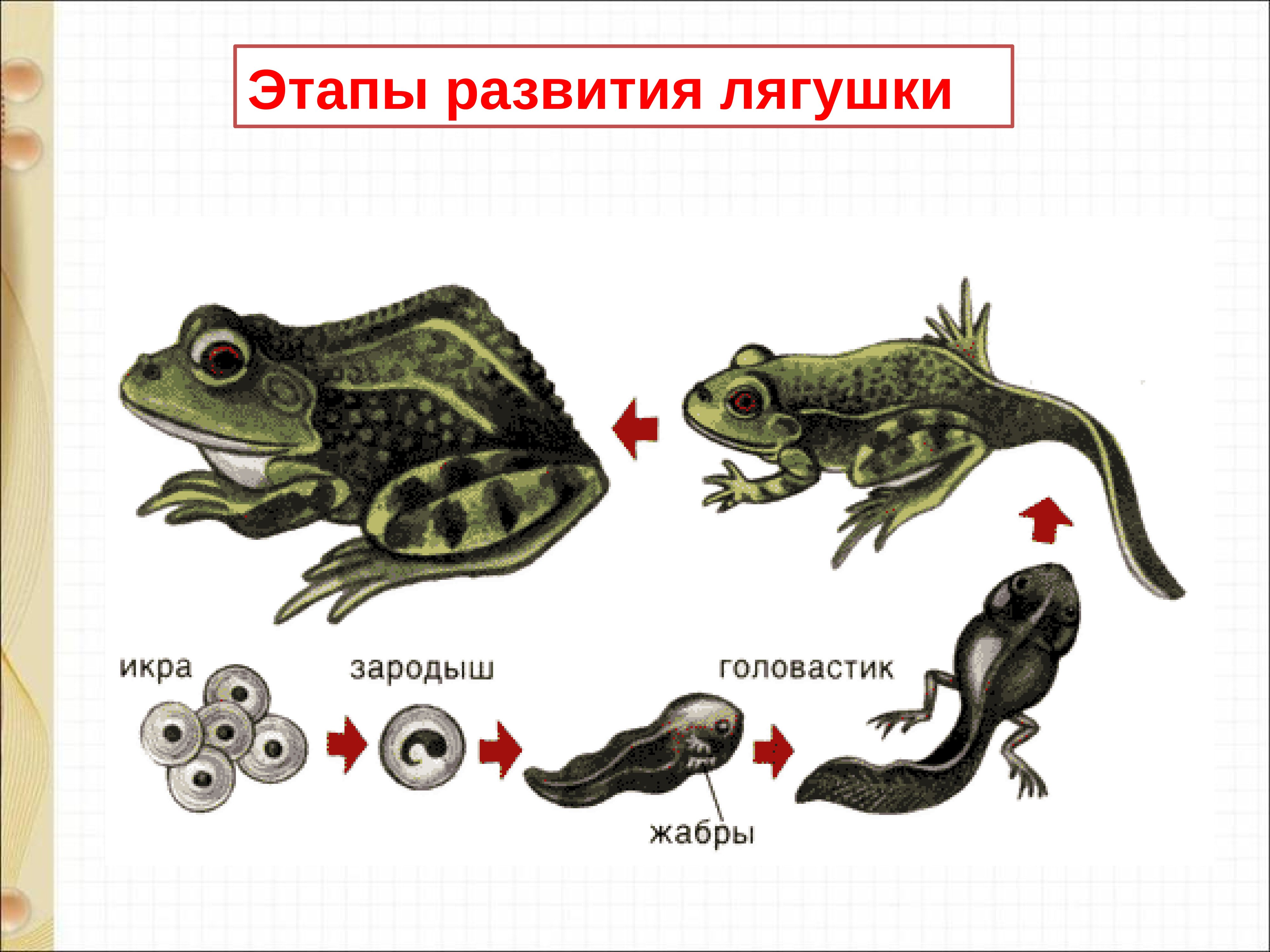 Тип развития характерный для лягушек