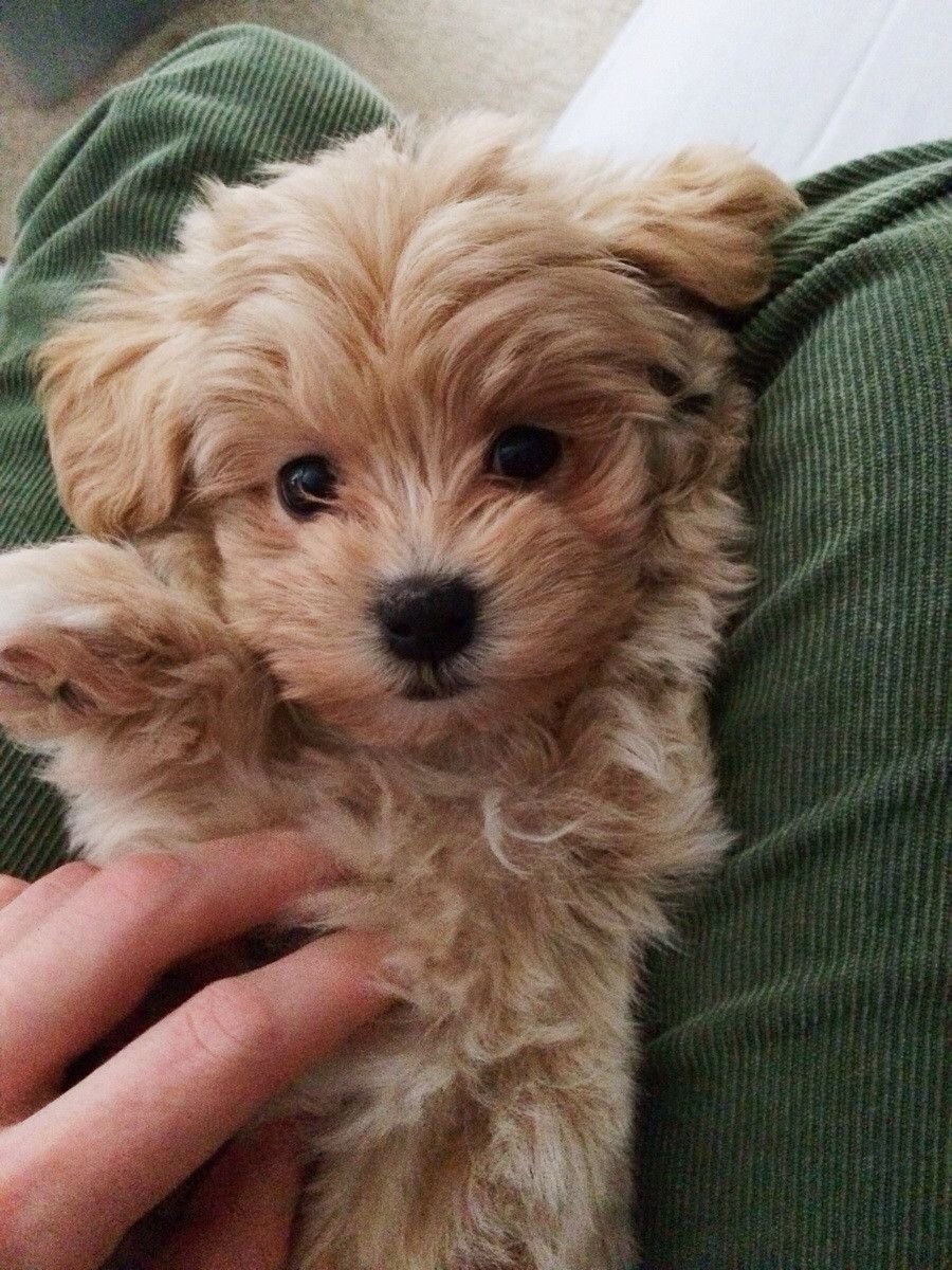 Шпиц померанский карликовый