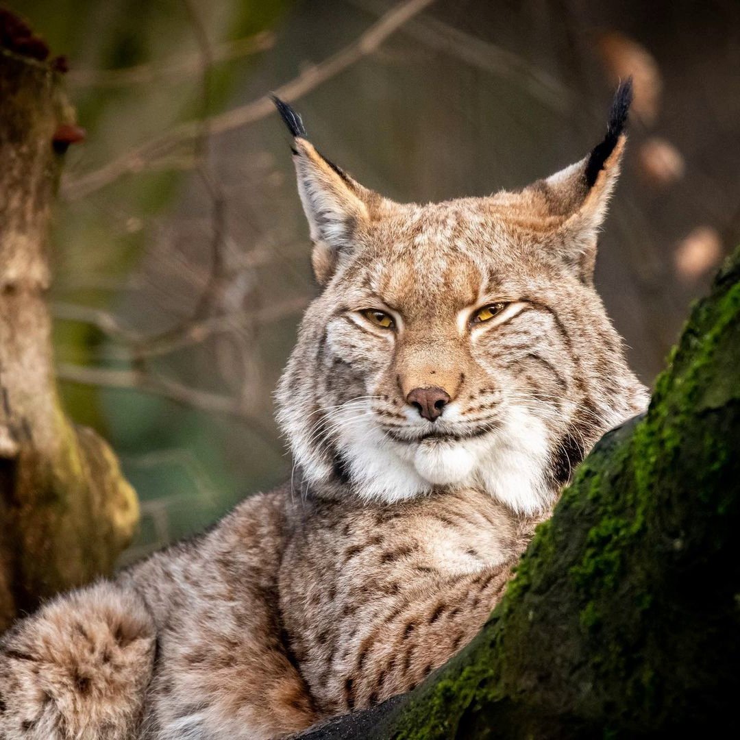 Рысь символизм