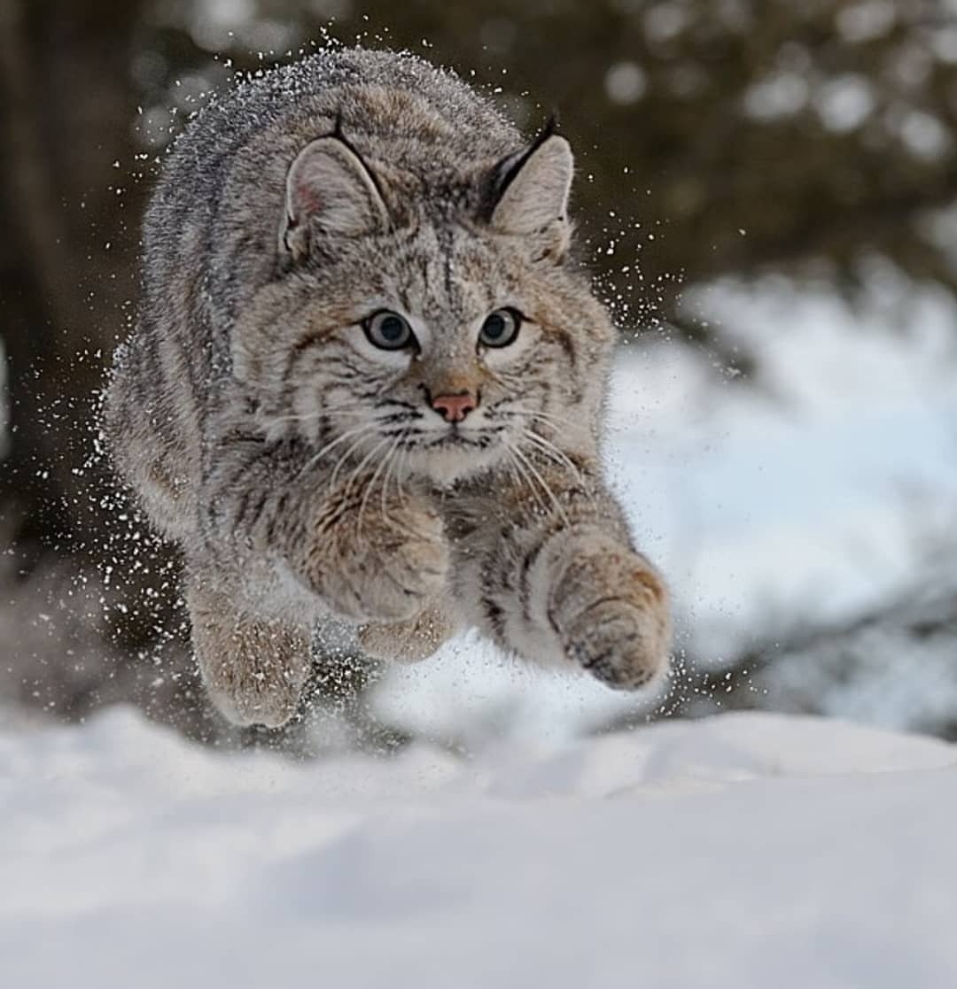 Рысь Лесная кошка