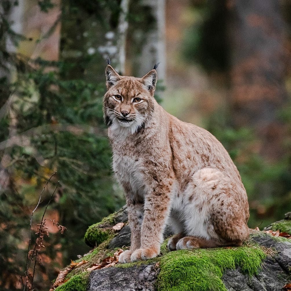 Рысь Felis Lynx