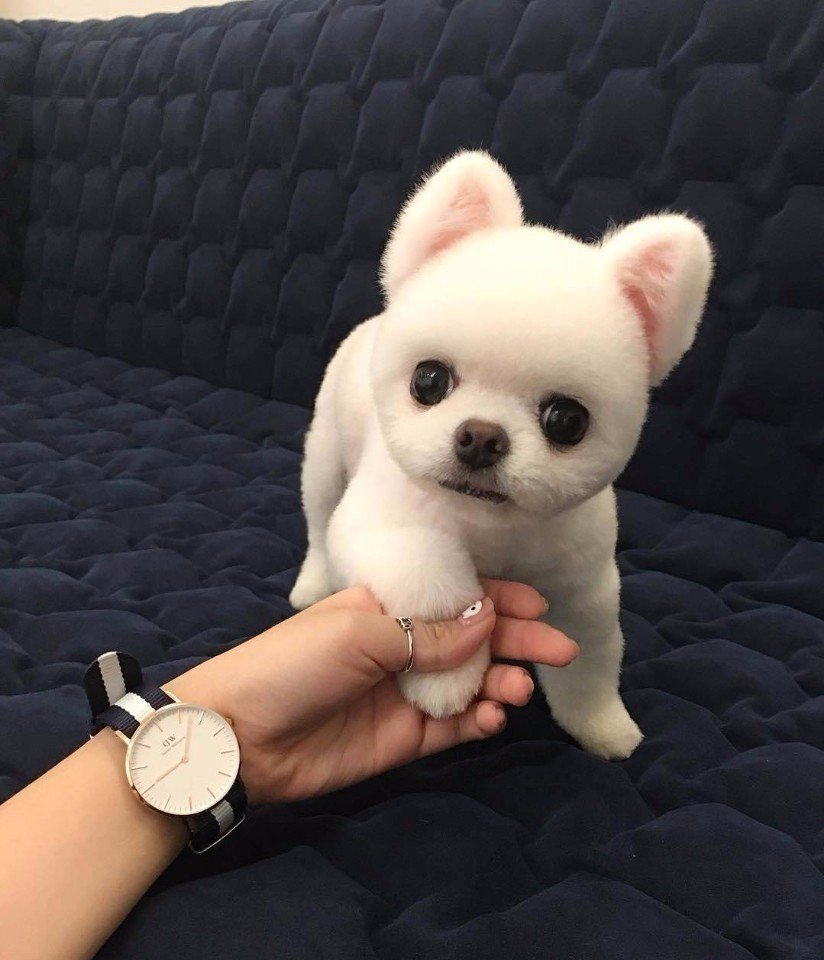 Алабай+ корги