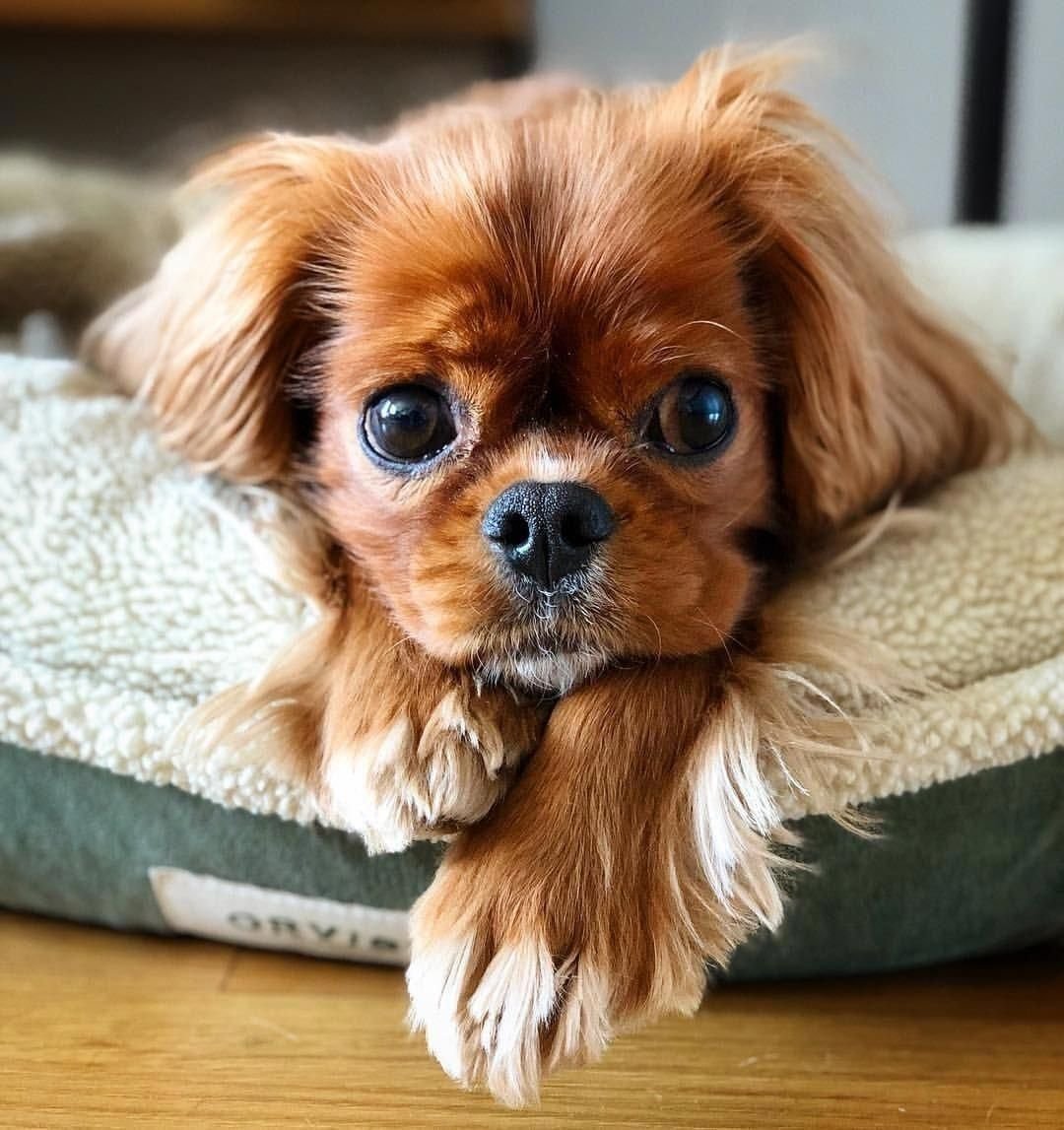 Микро мини чихуахуа