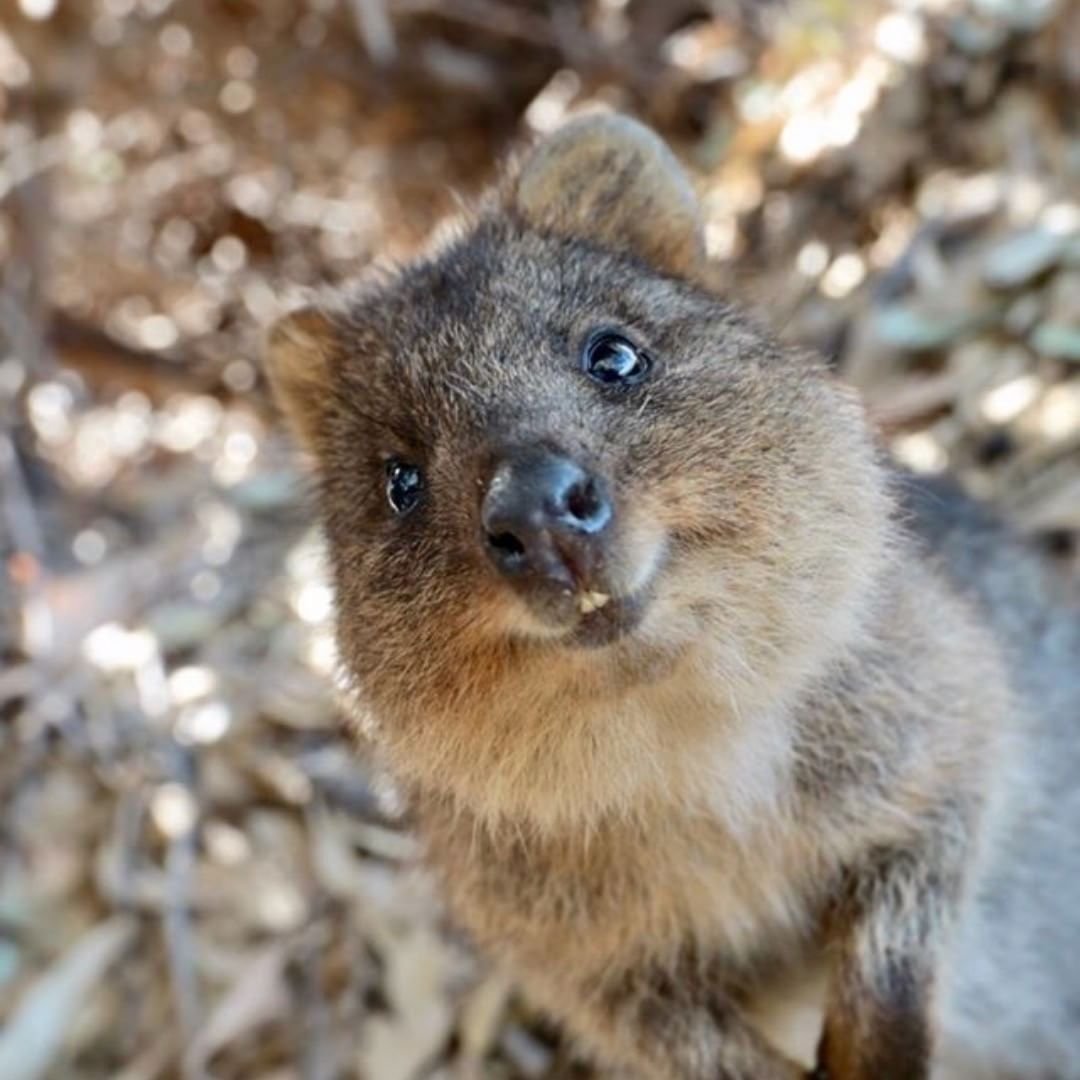 Вомбат и Квокка